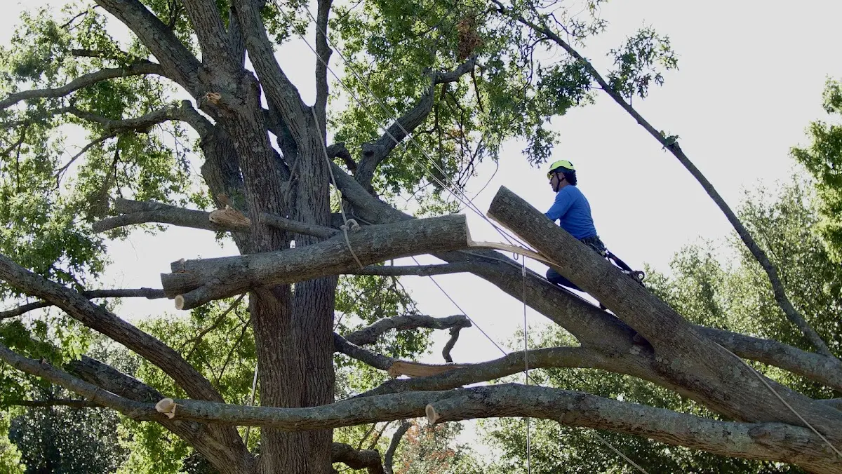 Professional Crown Thinning performed by certified arborists in Gilboa