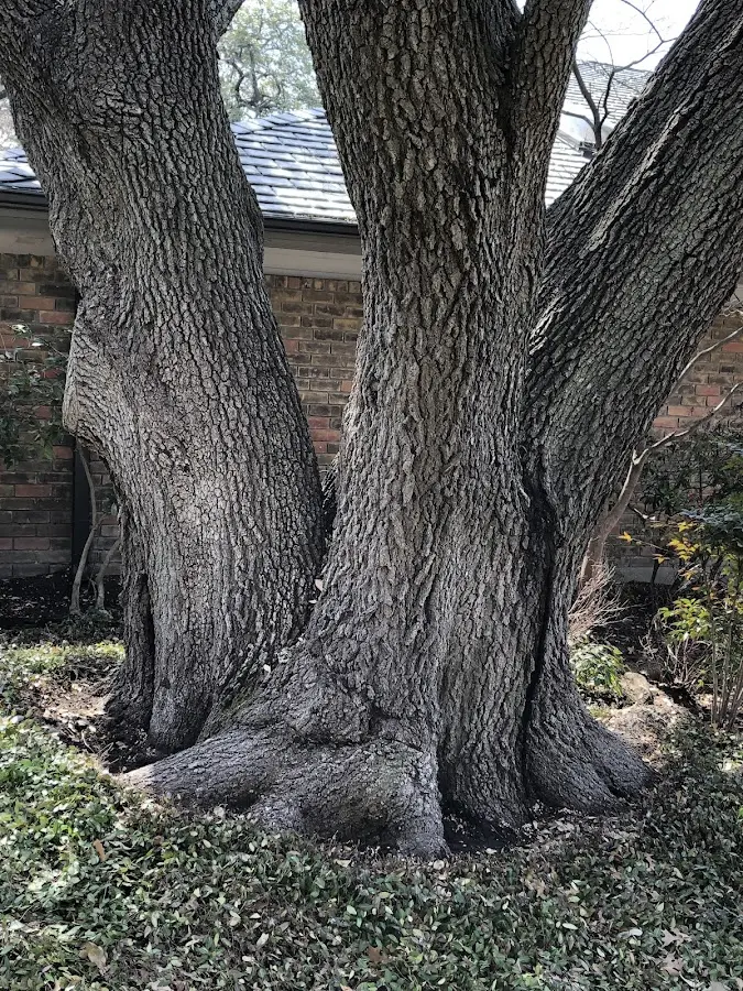 Mature heritage tree close to a Gilboa property cared for by certified arborists